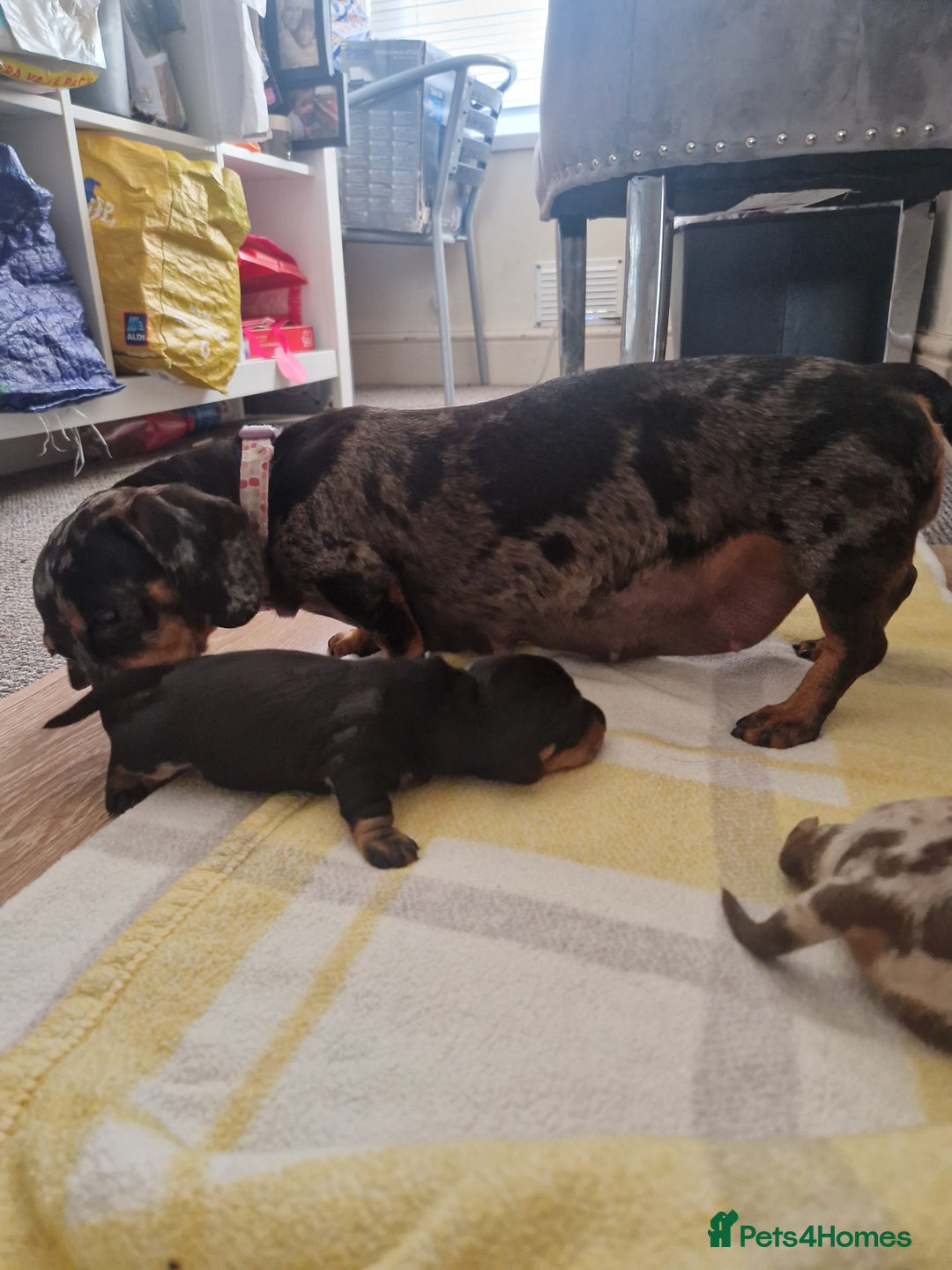 Miniature Dachshund dogs for sale: 2 adorable chunky miniature dachshund  - Image 3