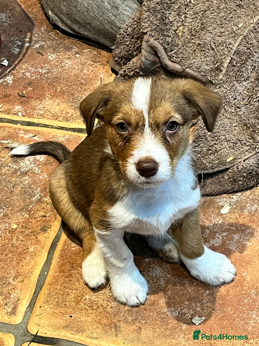 Mixed Breed dogs for sale: Beautiful mixed breed pups - Advert 2