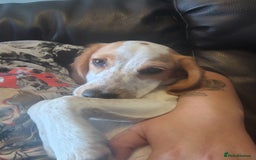 Sprocker dogs for sale: Sprocker Spaniel  - Image 5