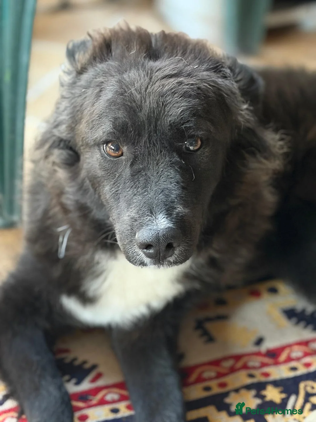 Mixed Breed dogs for adoption: 🌸🐾 KATY – A GENTLE GIRL FOR A LOVING HOME 🐾🌸 - Advert 2