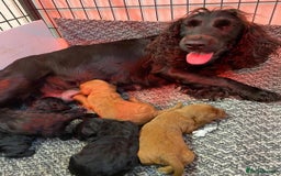 Cocker Spaniel dogs for sale: 🔥⚡️🐕Cocker spaniel 🌟🔥puppies 🐶  - Image 2