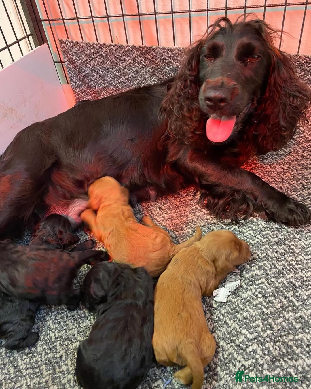 Cocker Spaniel dogs for sale: 🔥⚡️🐕Cocker spaniel 🌟🔥puppies 🐶  - Image 2