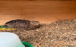 Quail poultry for sale: MALE COTURNIX QUAIL FOR SALE - 10 WEEK OLD  - Image 1