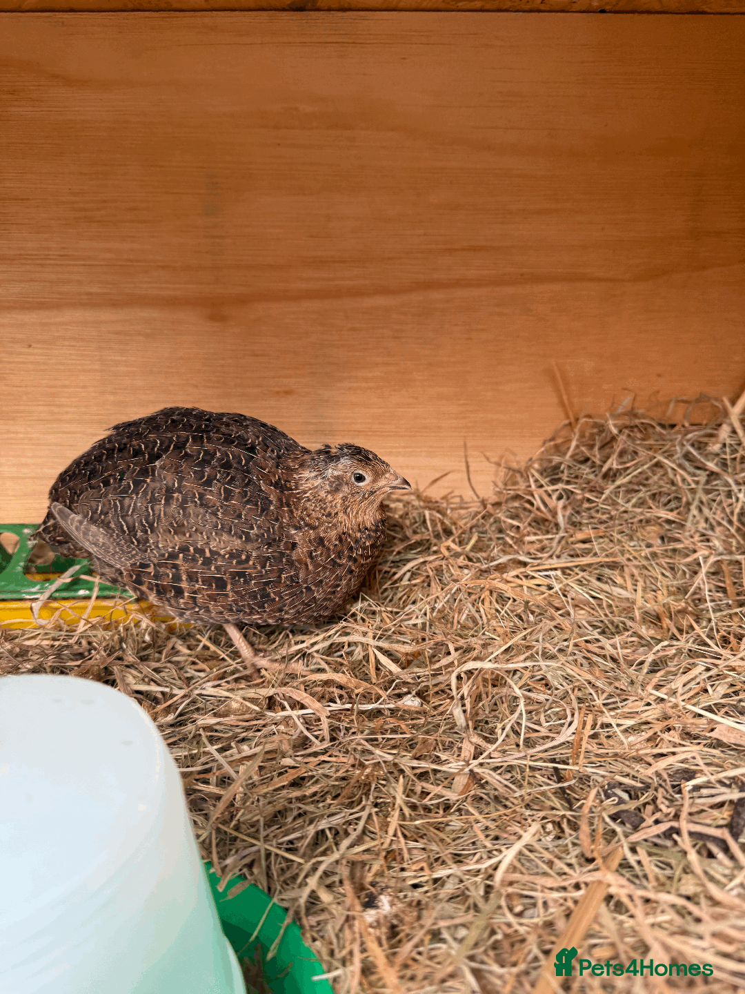 Quail poultry for sale: MALE COTURNIX QUAIL FOR SALE - 10 WEEK OLD  - Image 1