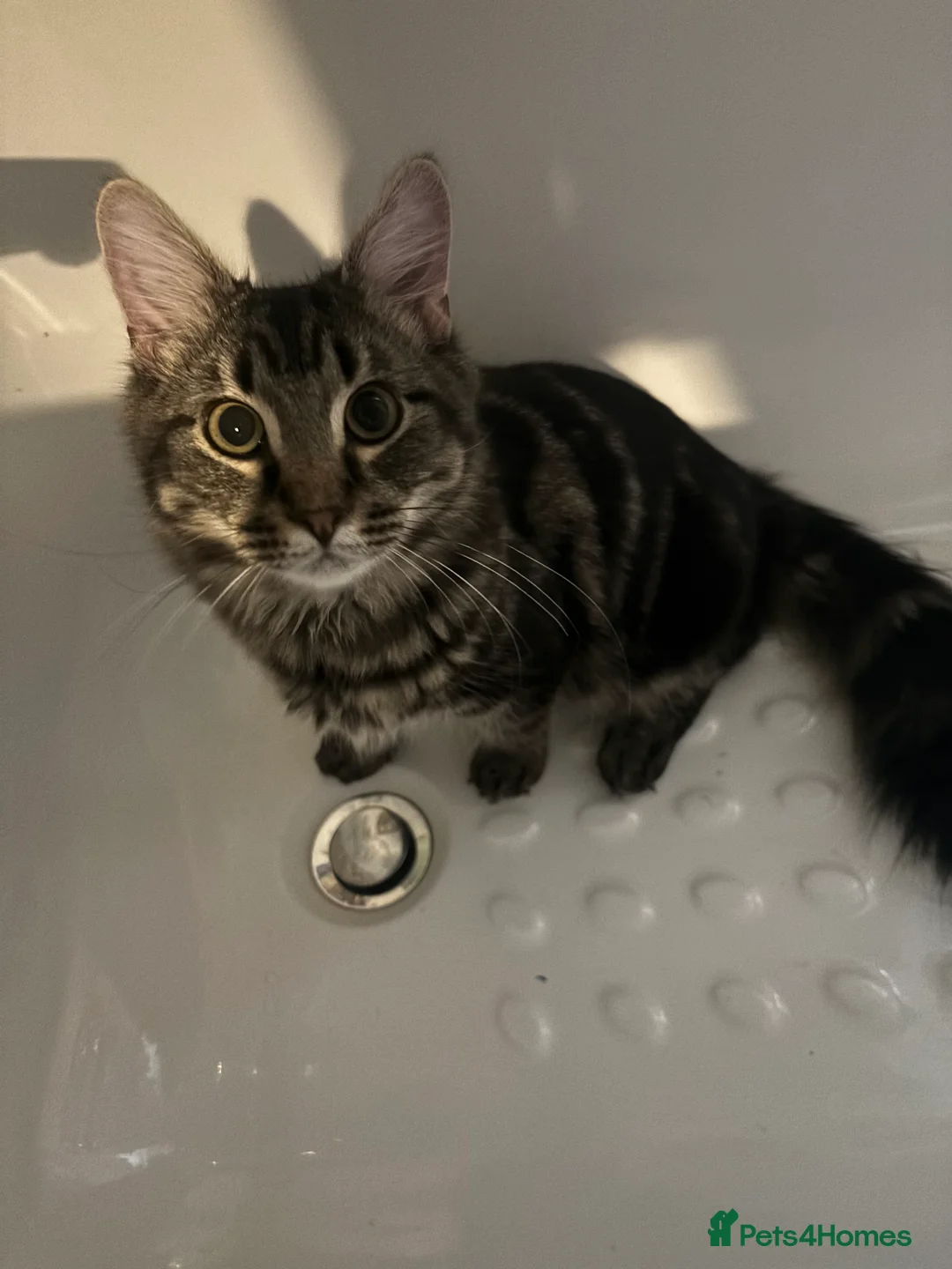 Mixed Breed cats for adoption: Boy kitten - Advert 1