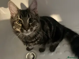 Mixed Breed cats Boy kitten - Advert 9