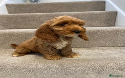 Cockapoo dogs for sale: Cockapoo puppies ready now  - Image 16