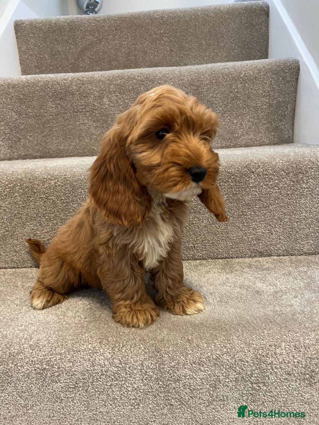 Cockapoo dogs for sale: Cockapoo puppies ready now  - Image 16
