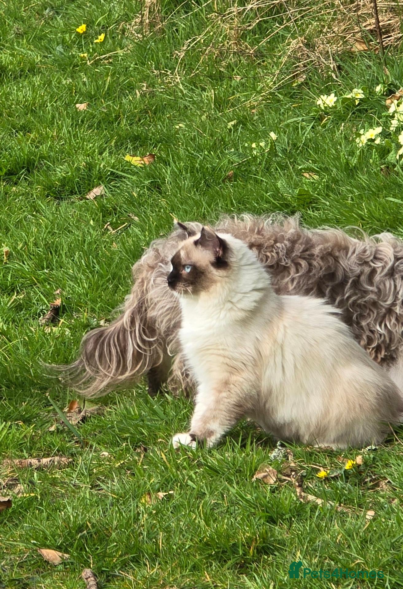 Siberian cats Active Breeding Queen - Advert 5