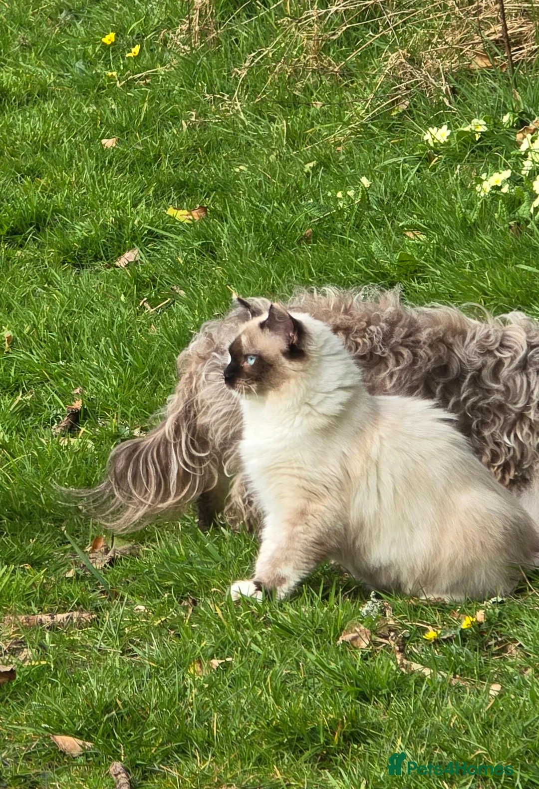 Siberian cats for sale: Active Breeding Queen - Advert 2