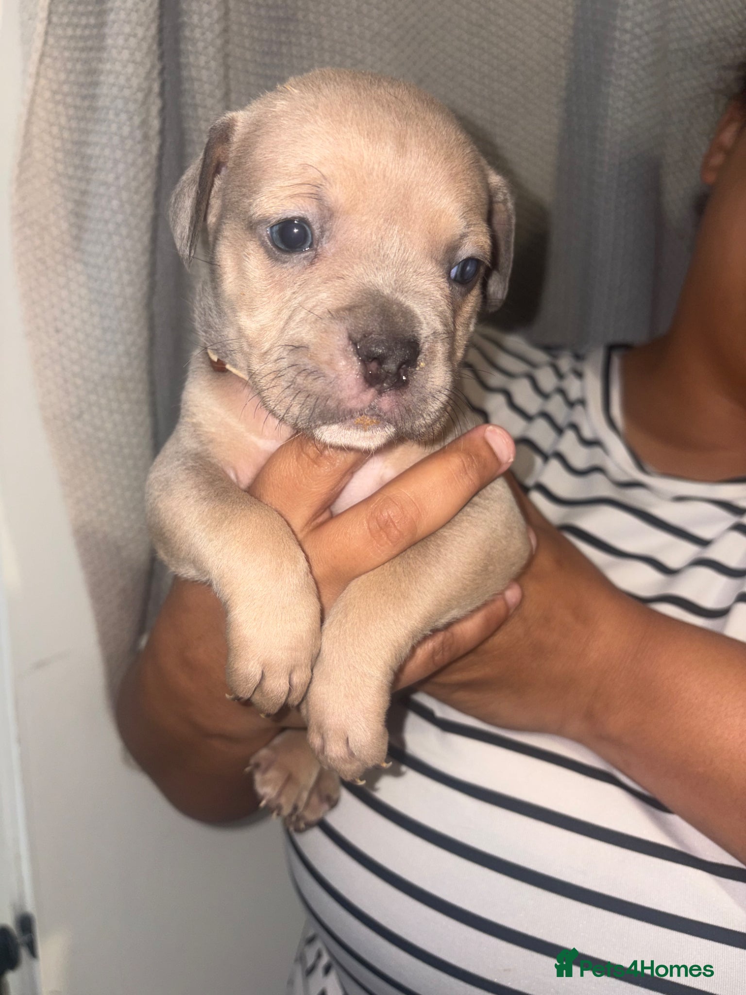 Mixed Breed dogs  11 Adorable American Bulldog x Frenchie Pups! - Advert 2