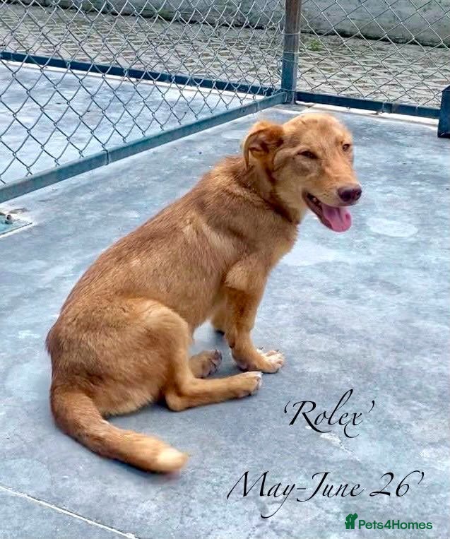 Mixed Breed dogs Rolex. 7 months approx. Available for adoption. - Advert 6