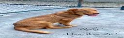 Mixed Breed dogs for adoption: Rolex. 7 months approx. Available for adoption. in Brixham - Advert 3