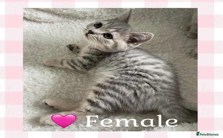 British Shorthair cats - Advert 9