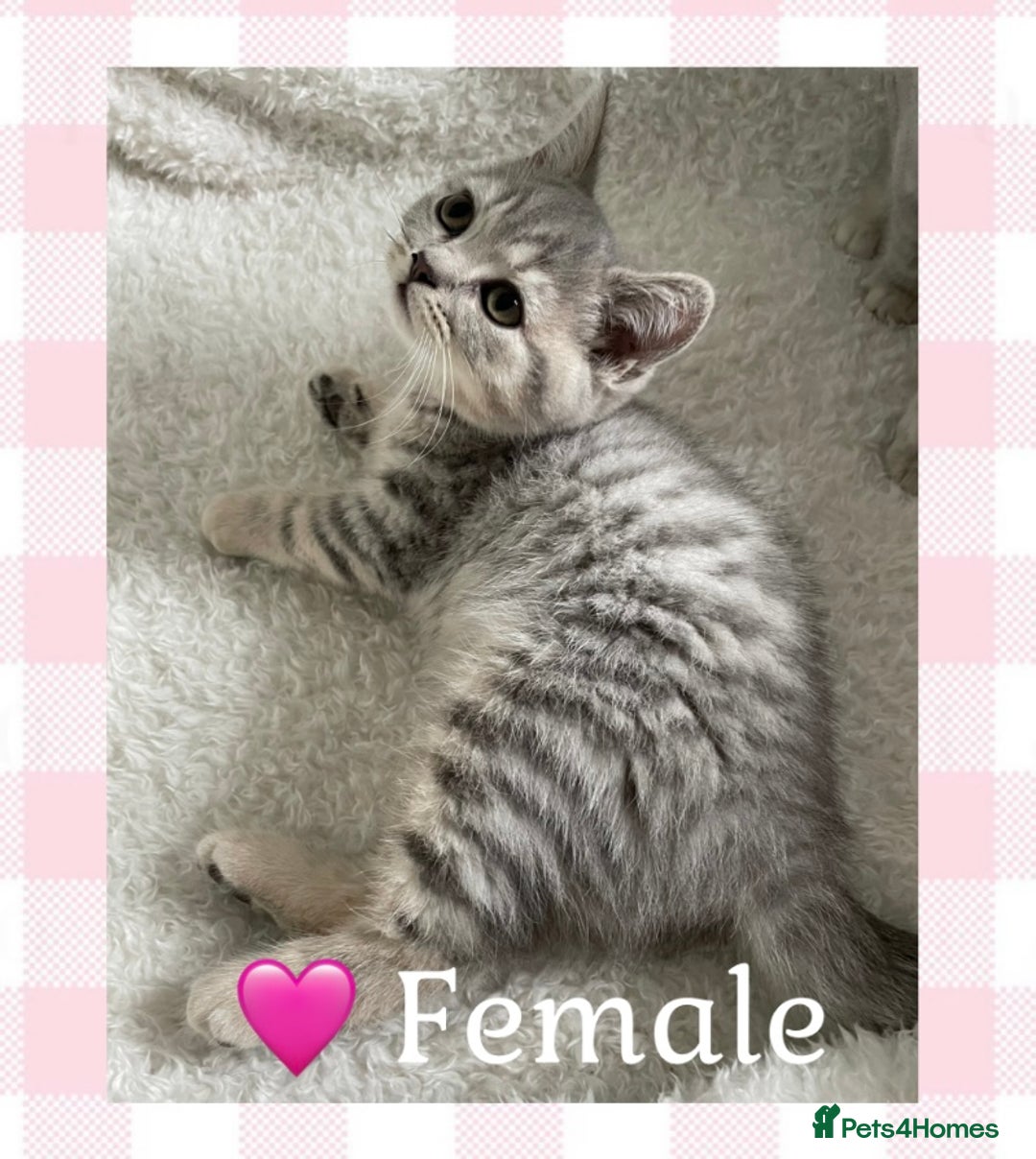 British Shorthair cats for sale: 🩷 Gorgeous British Shorthair Kittens 💙 - Image 1