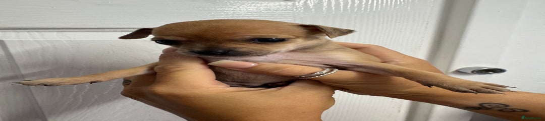 Chug Puppy 3