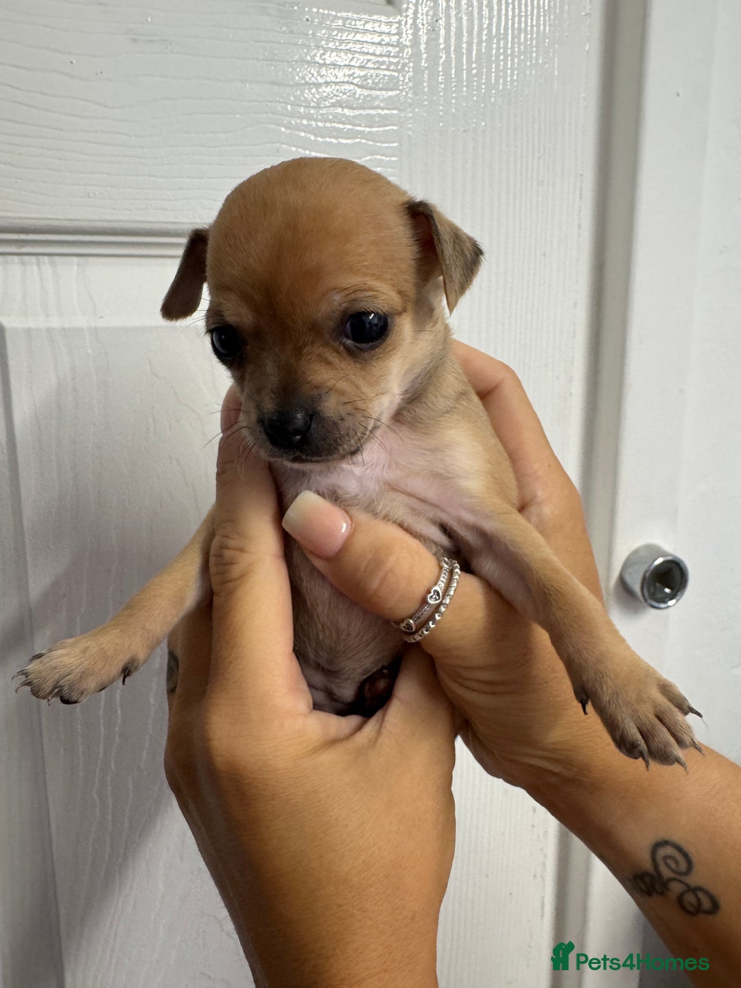 Chug dogs for sale: 6 beautiful chug puppies for sale ❤️ - Image 25