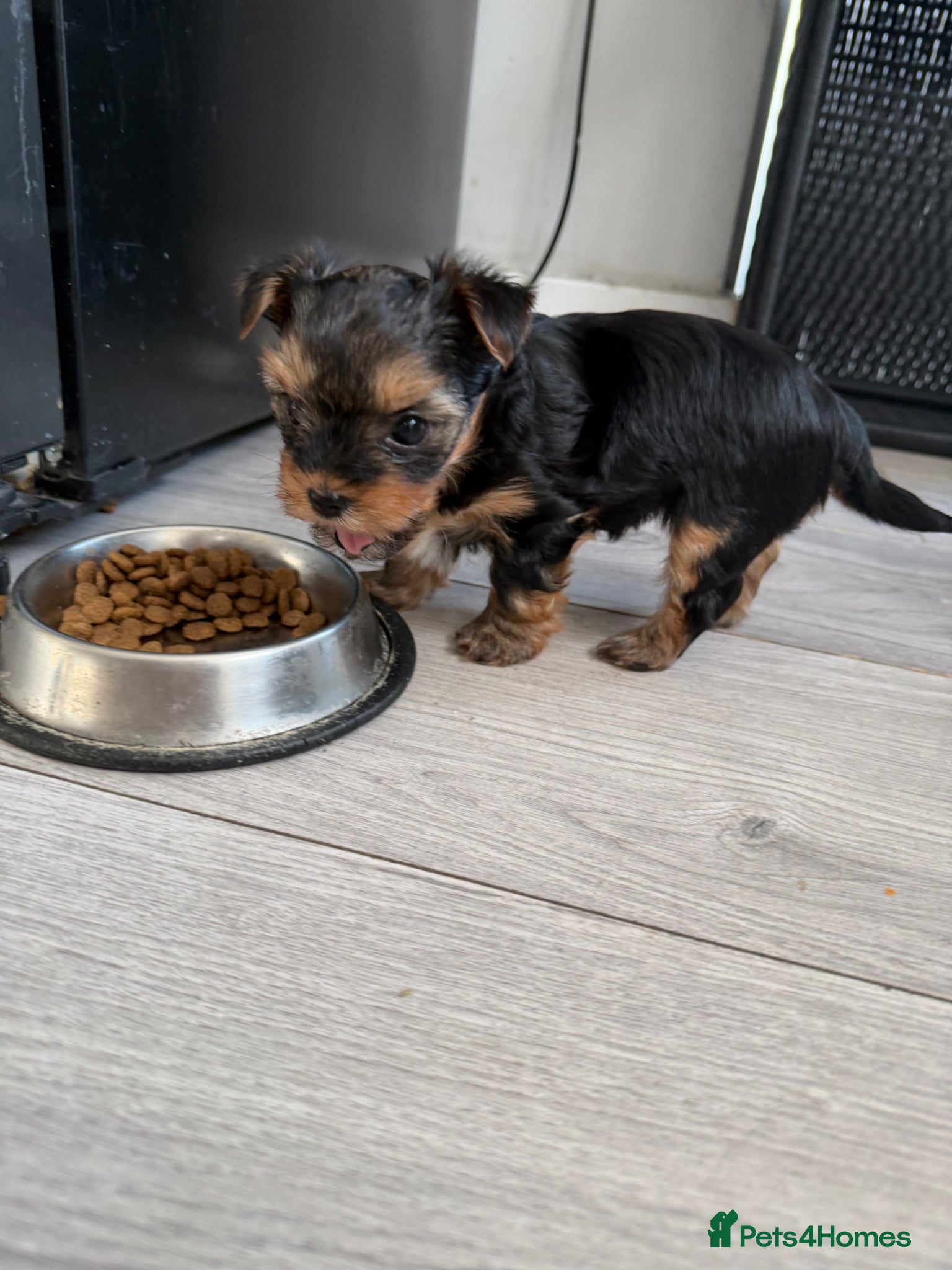 Yorkshire Terrier dogs MINIATURE Yorkshire terrier FEMALE   - Advert 11