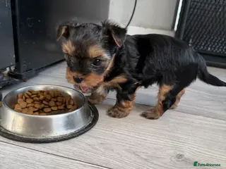 Yorkshire Terrier dogs MINIATURE Yorkshire terrier FEMALE - Advert 11