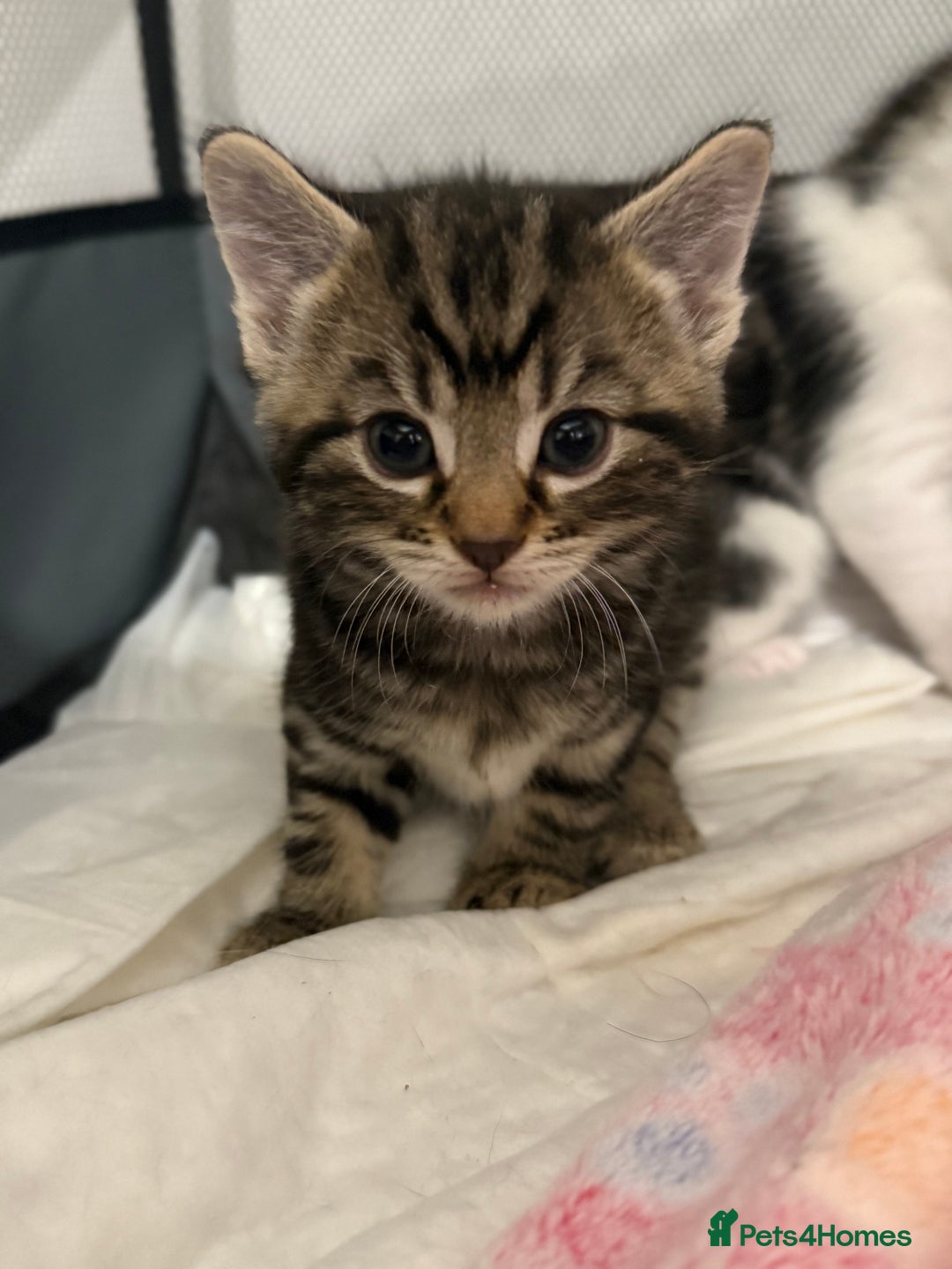 Mixed Breed cats for sale: Litter of kittens  - Image 7