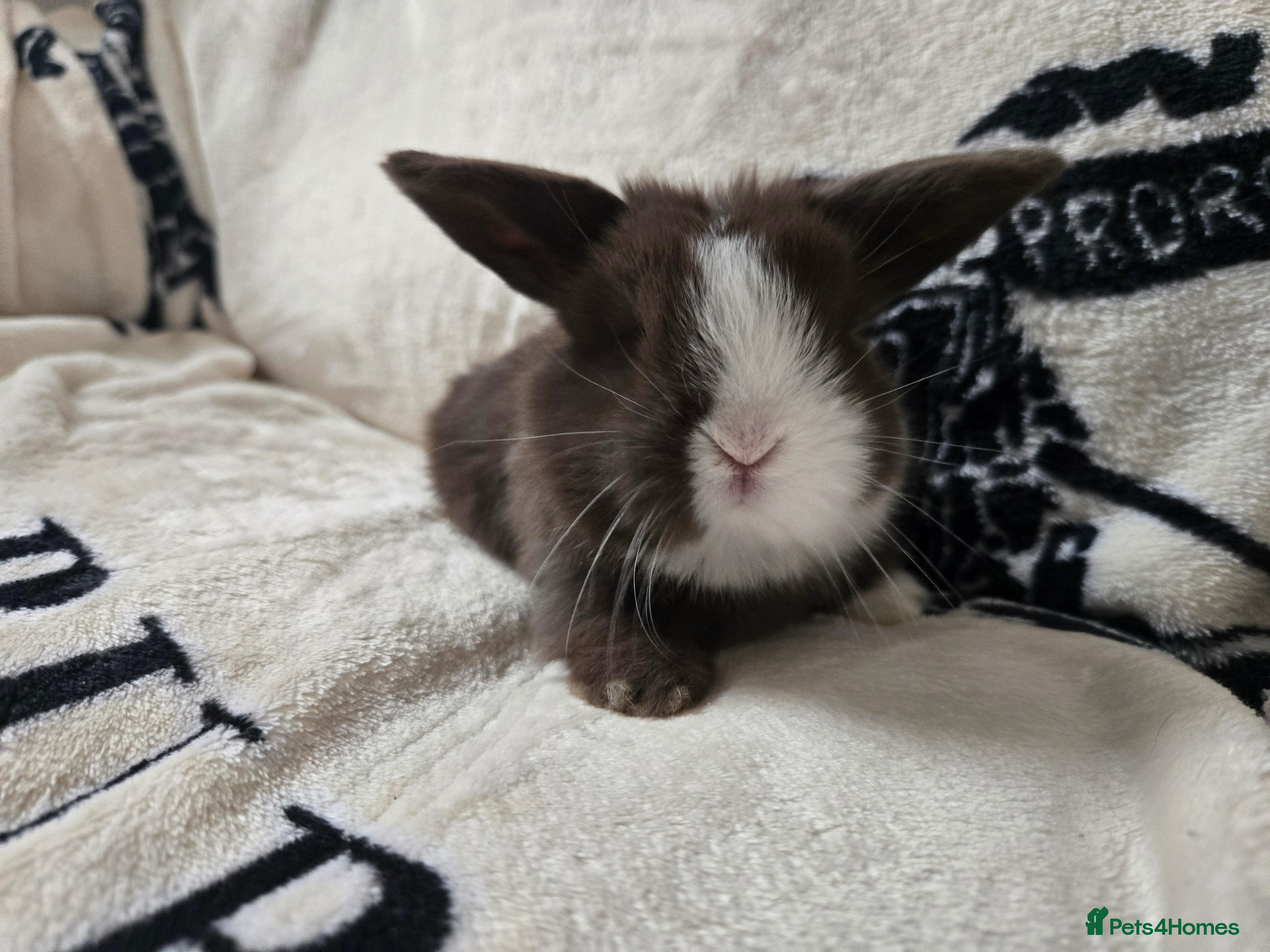Mini Lop rabbits Absolutely stunning mini lop bunnies  - Advert 20