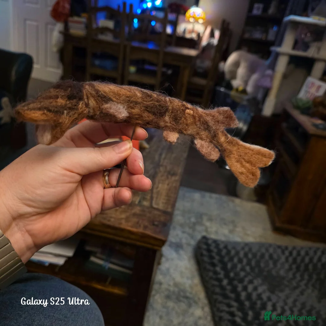 Gecko reptiles for sale: Crested gecko male  - Advert 2