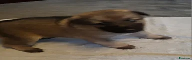 German Shepherd Puppy 10