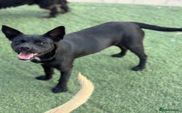 Mixed Breed dogs for adoption: Loving Beatrix looking For LOVE - Image 15