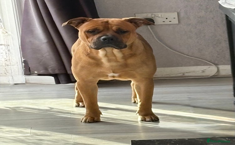 Mixed Breed dogs - Advert 9