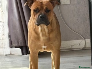 Mixed Breed dogs - Advert 6