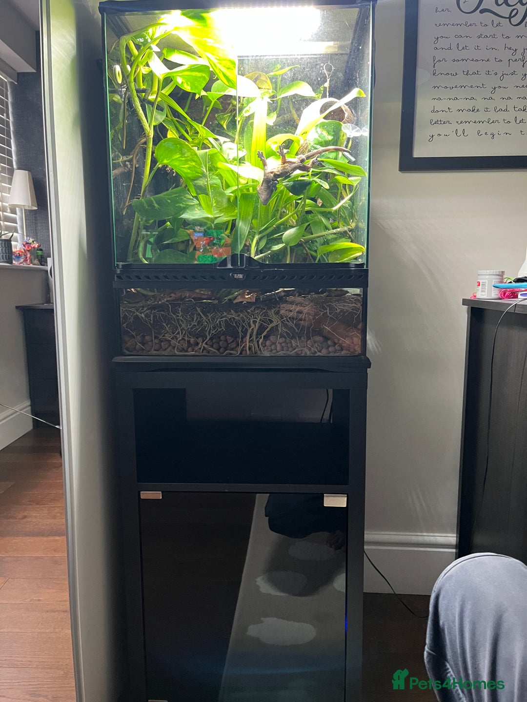 Gecko reptiles for sale: Male Crested Gecko and Terrarium - Image 2