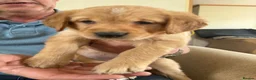 Golden Retriever dogs for sale: Stunning golden retriever puppies  - Advert 4
