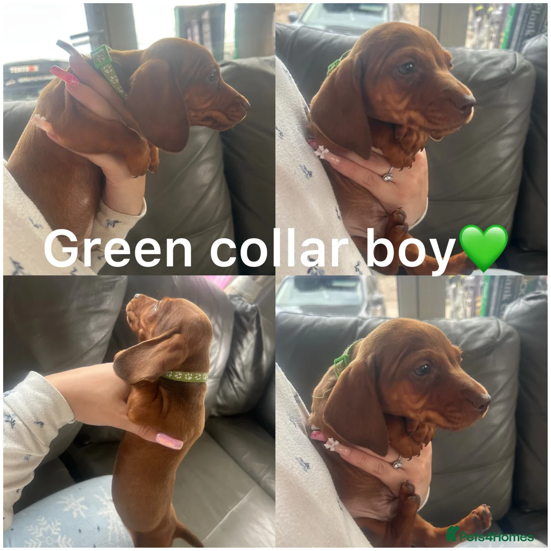 Miniature Dachshund dogs for sale: Miniature dachshund puppies - Advert 3