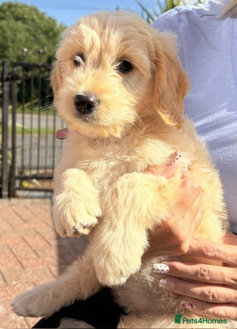 Goldendoodle dogs Australian Golden Doodle Puppies - READY NOW - Advert 10