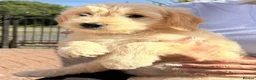 Goldendoodle dogs for sale: Australian Golden Doodle Puppies - READY NOW - Advert 1