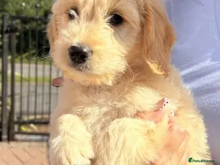 Goldendoodle dogs Australian Golden Doodle Puppies - READY NOW - Advert 1