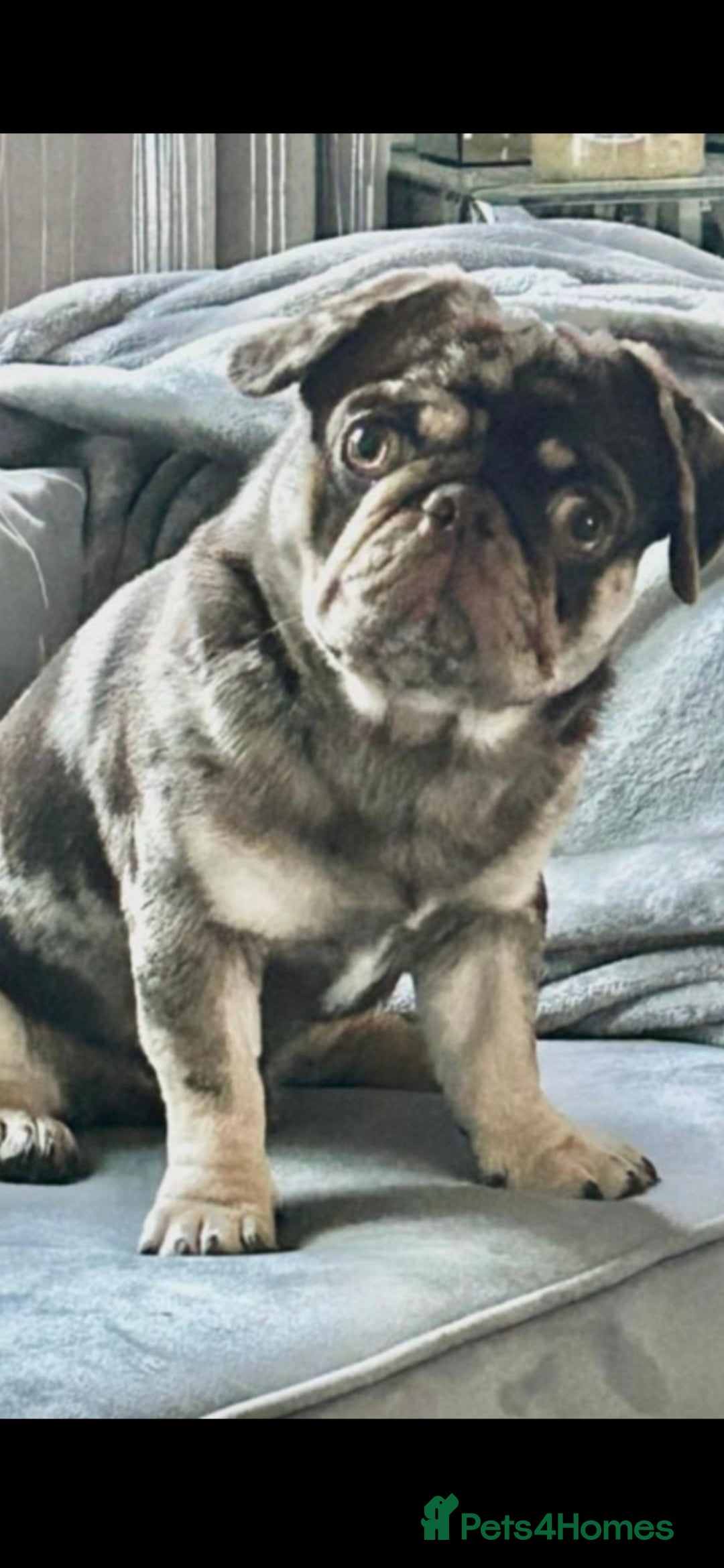 Pug dogs for sale: KC pug puppies  - Advert 11