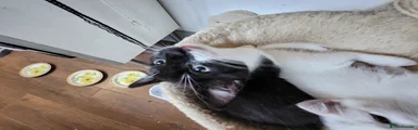 Mixed Breed Kitten 5