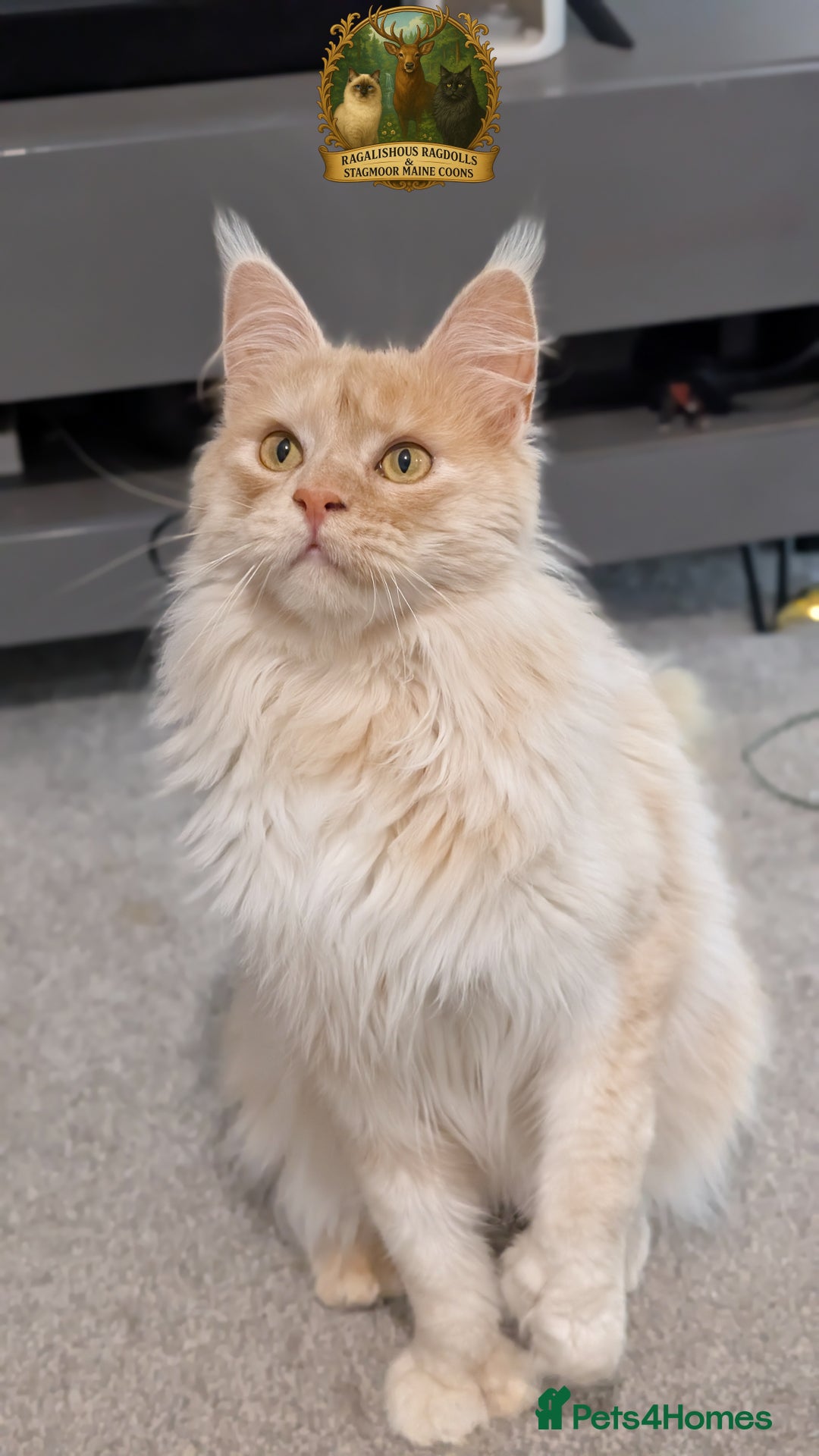 Maine Coon cats for stud: High Red Smoke 66/66 Polydactyl European line - Advert 8