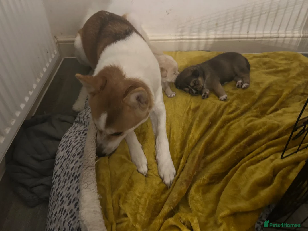 Mixed Breed dogs for sale: Akita cross lab puppys - Advert 2