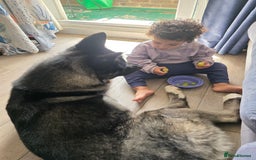 Akita dogs for sale: American Akita- Loyal and a wonderful temprement. - Image 12