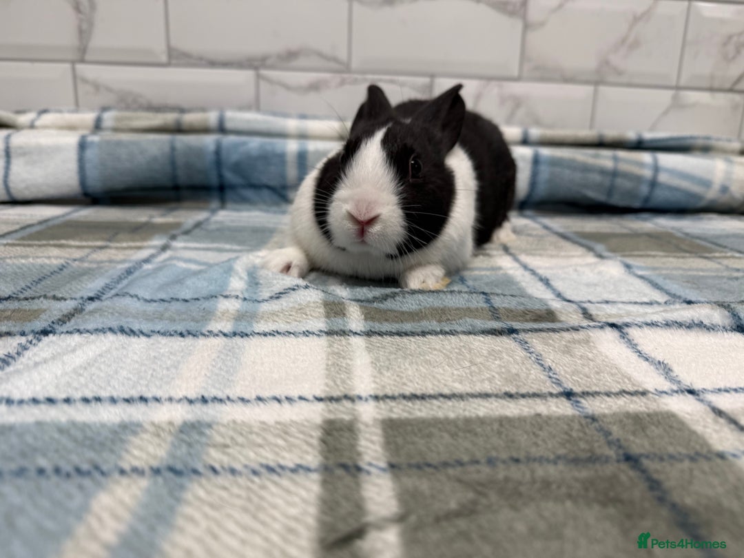 Dutch rabbits for sale: Baby Dutch Rabbits For Sale - Advert 3