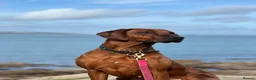 Rhodesian Ridgeback dogs for sale: Beautiful Rhodesian Ridgeback puppies-Family pet - Advert 7
