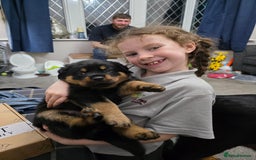 Rottweiler dogs for sale: Rottweiler puppies - Image 2