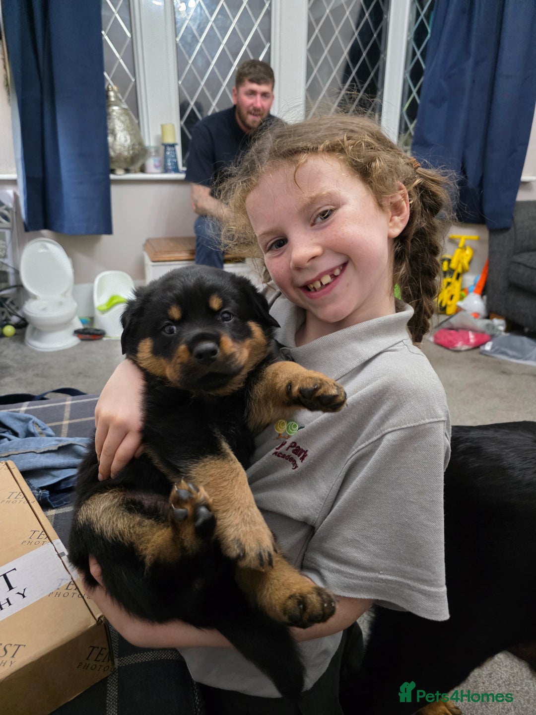 Rottweiler dogs for sale: Rottweiler puppies - Image 2