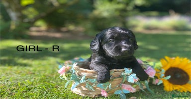 Labradoodle dogs - Advert 6