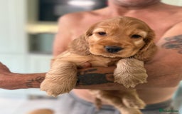 Cocker Spaniel dogs for sale: KC Registered Show Cocker Spaniel Puppies - Image 11