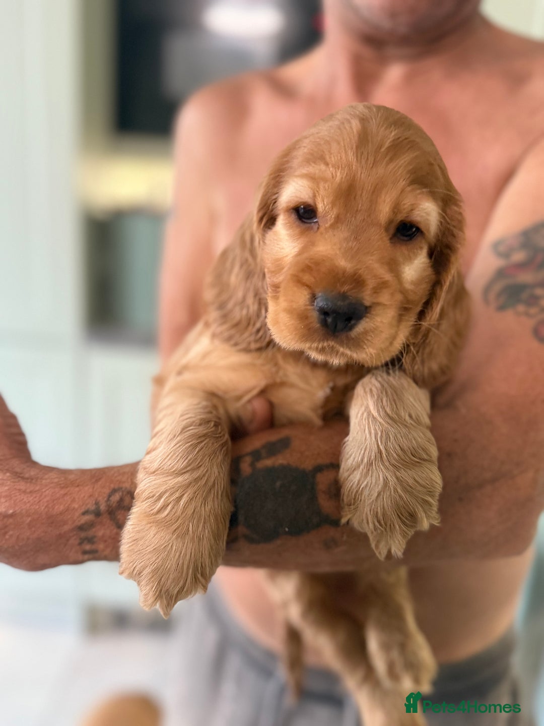 Cocker Spaniel dogs for sale: KC Registered Show Cocker Spaniel Puppies - Image 11