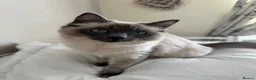 Ragdoll cats for sale: 11 Month old Ragdoll in Beaminster - Advert 6