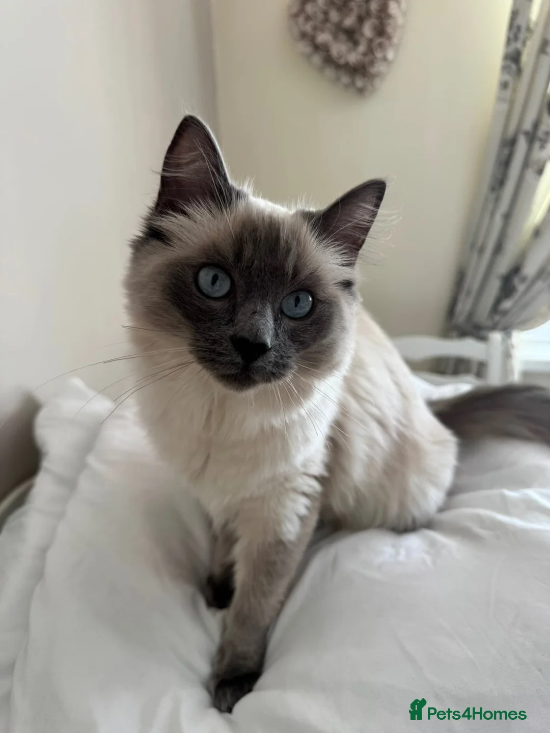 Ragdoll cats for sale: 11 Month old Ragdoll in Beaminster - Advert 6
